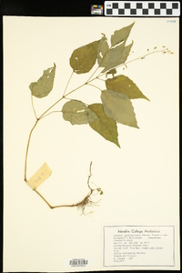 Circaea canadensis image