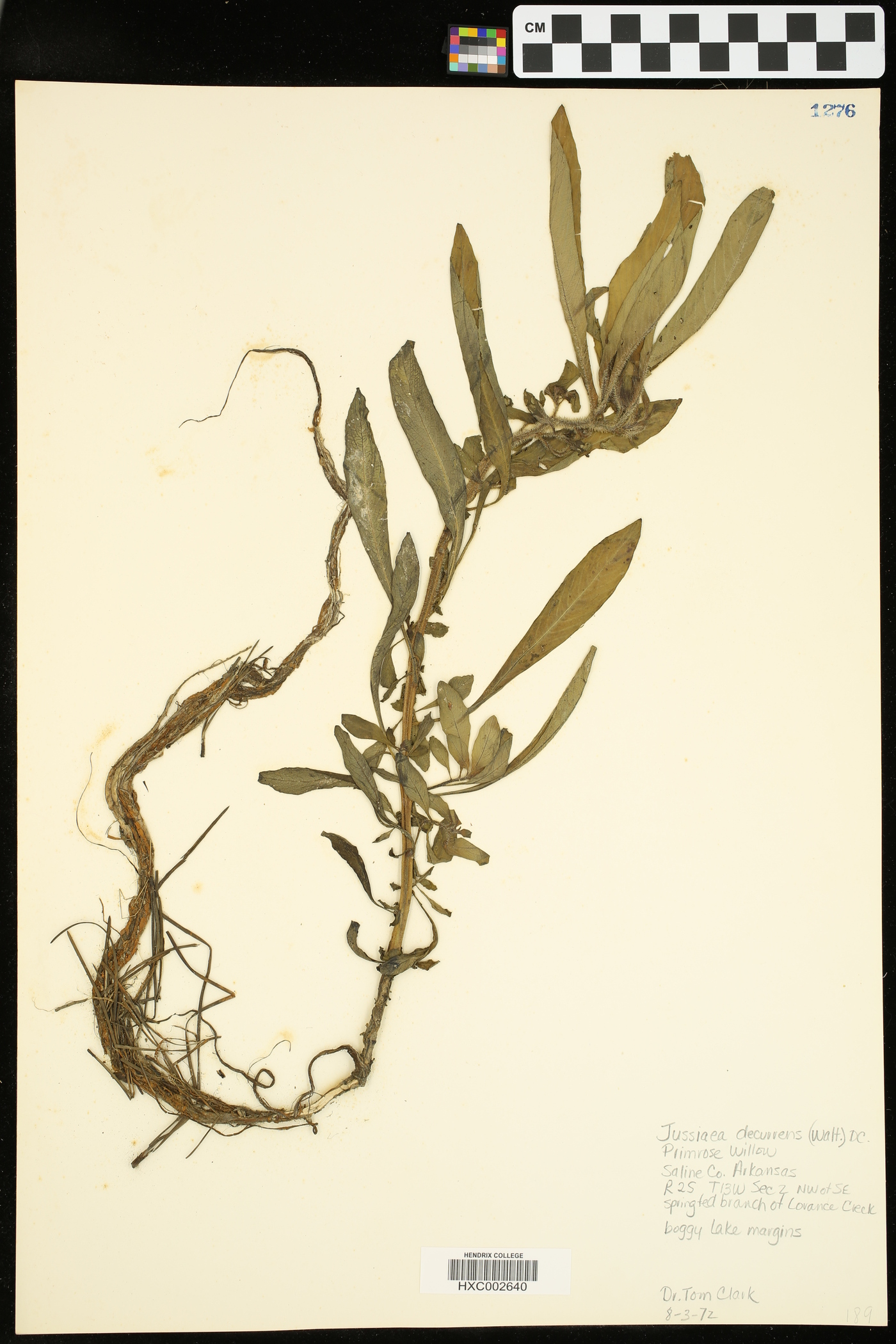 Jussiaea image