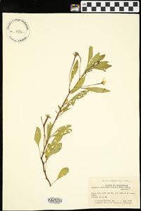 Ludwigia peploides image