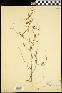 Ludwigia decurrens image