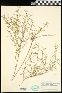 Ludwigia linearis image