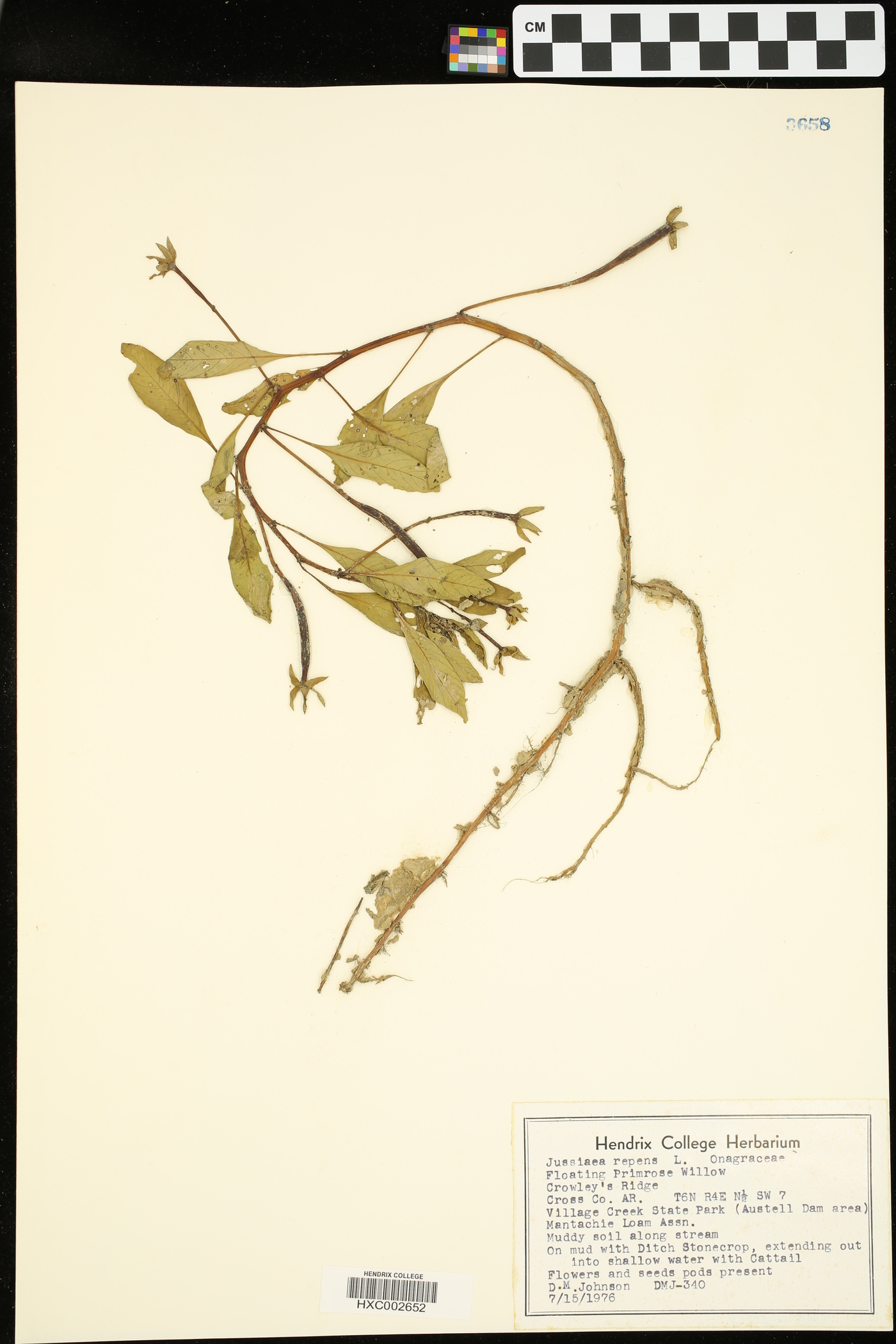 Jussiaea repens image