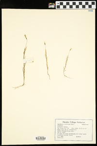 Oenothera linifolia image