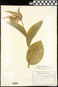 Cypripedium parviflorum var. pubescens image