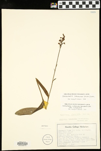 Platanthera clavellata image