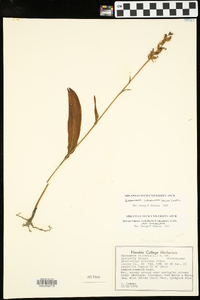 Platanthera clavellata image