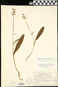 Platanthera clavellata image