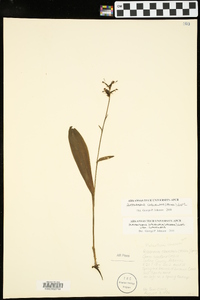 Platanthera clavellata image