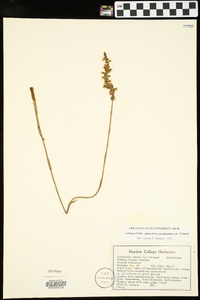 Spiranthes vernalis image