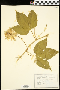 Passiflora incarnata image