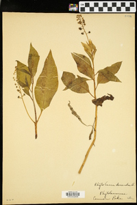 Phytolacca americana var. americana image