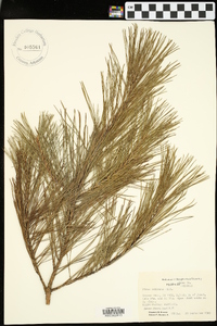 Pinus echinata image