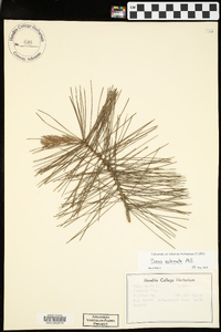 Pinus echinata image