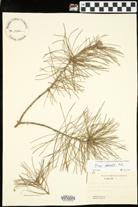 Pinus echinata image