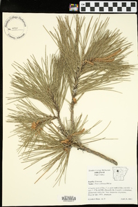 Pinus echinata image