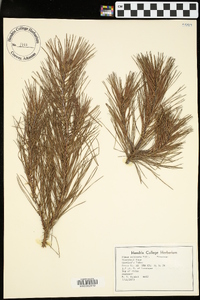 Pinus echinata image