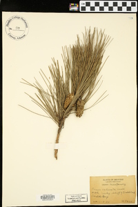 Pinus echinata image