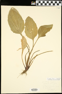 Plantago rugelii image