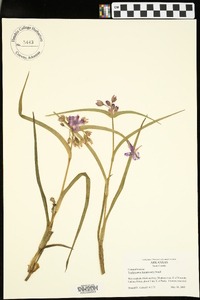 Tradescantia hirsuticaulis image