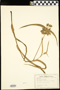 Tradescantia hirsuticaulis image