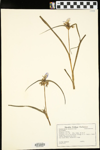 Tradescantia ohiensis image