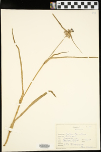 Tradescantia ohiensis image