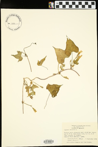 Ipomoea lacunosa image