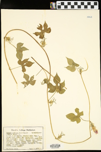 Ipomoea hederacea image