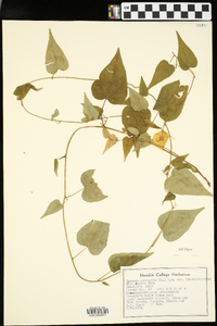 Ipomoea pandurata image