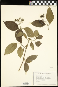 Cornus drummondii image