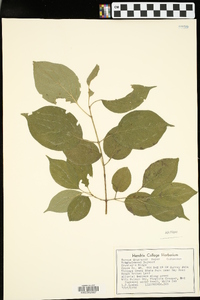 Cornus drummondii image