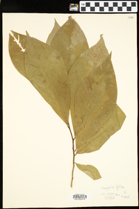 Magnolia grandiflora image