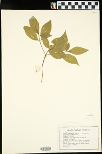 Cornus foemina image