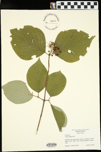 Cornus rugosa image