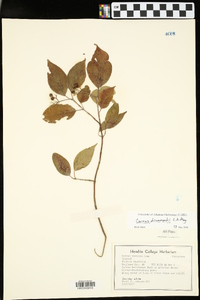 Cornus drummondii image