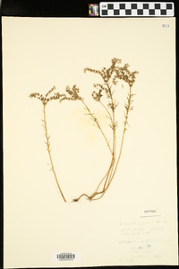 Sedum pulchellum image