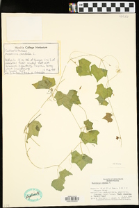 Melothria pendula image