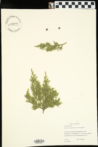 Juniperus virginiana var. virginiana image