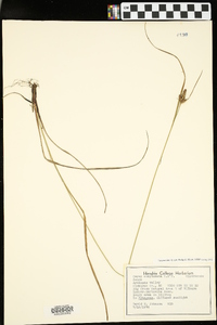 Carex complanata image