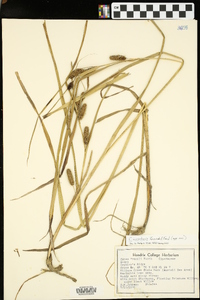 Carex aureolensis image