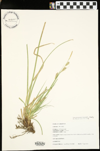 Carex cherokeensis image