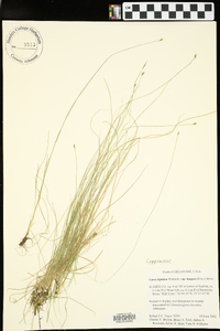 Carex leptalea subsp. harperi image