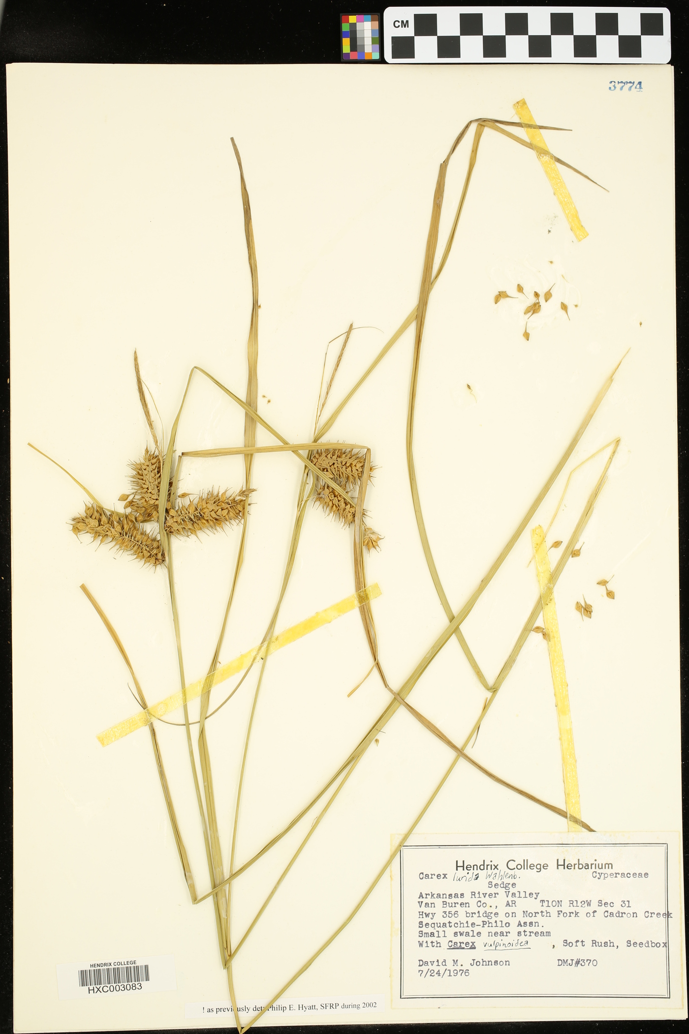 Carex flagellifera image