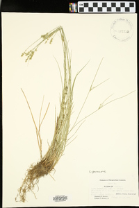 Carex retroflexa image