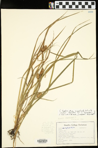 Carex squarrosa image