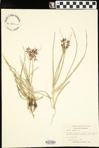Cyperus rotundus image
