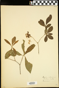 Azalea arborescens image