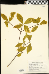 Rhododendron roseum image