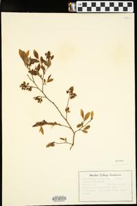 Vaccinium vacillans image