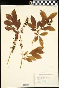 Vaccinium vacillans image